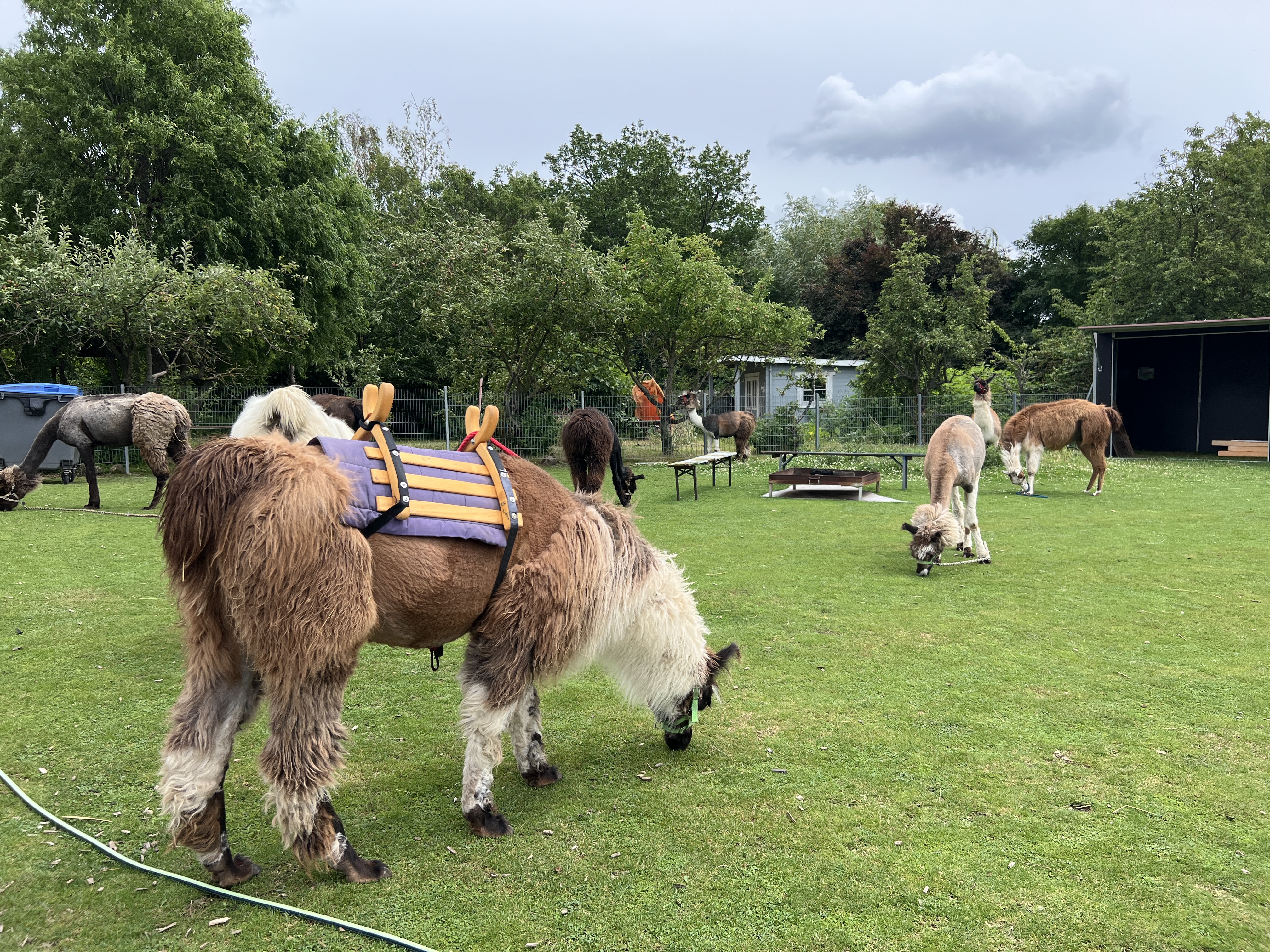 An Unforgettable Team Event: Llama Hike Strengthens the AID Team's Bond!