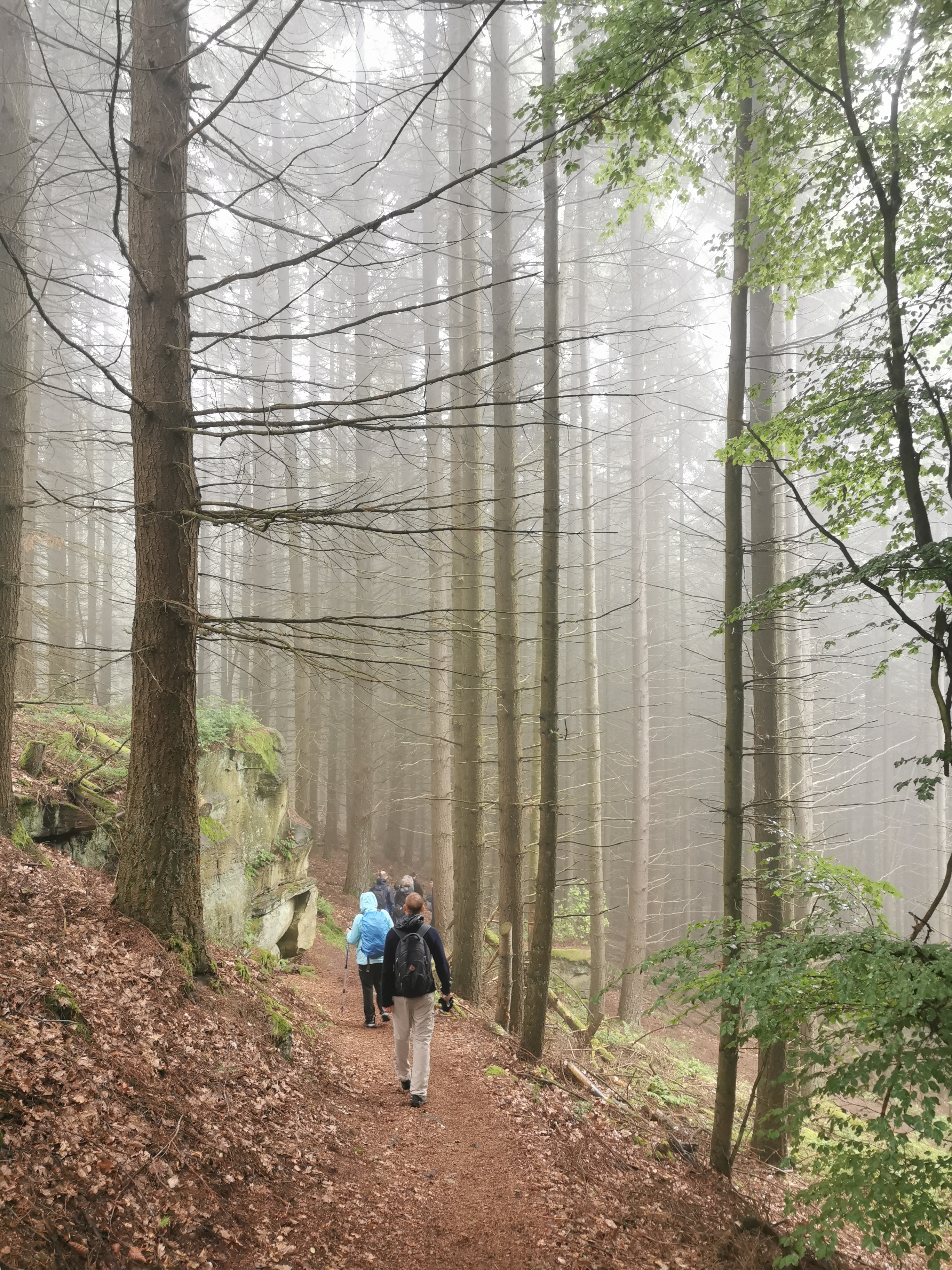 Hiking in the Palatinate Forest